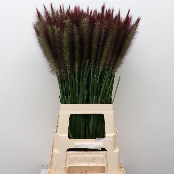 <h4>PENNISETUM BLACK BEAUTY</h4>