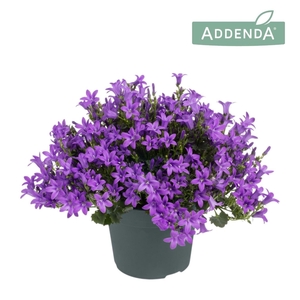 Campanula portens. Ambella Intens Purple
