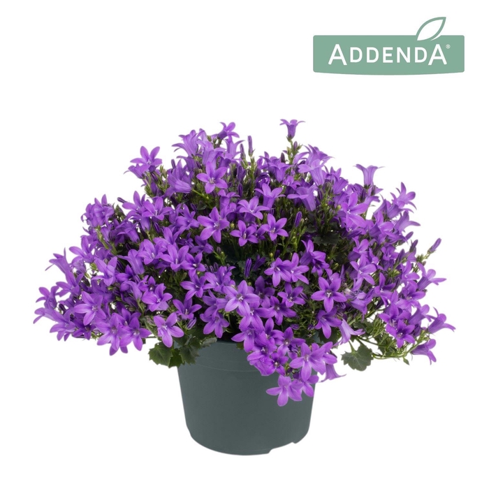 <h4>Campanula portens. Ambella Intens Purple</h4>