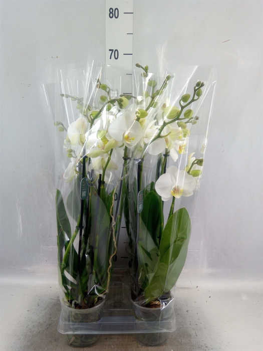 <h4>Phalaenopsis  'Ant Nottingham'</h4>