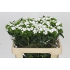Dianthus Br White Duke