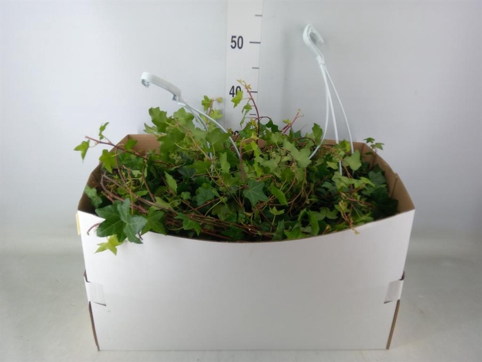 <h4>Hedera helix 'Pittsburgh'</h4>