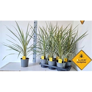 CORD AUS VARIEGAT