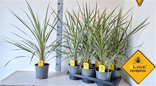 CORD AUS VARIEGAT