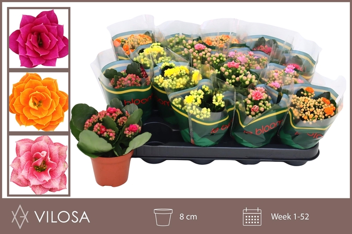 <h4>KAL GE GEM 5 KL</h4>