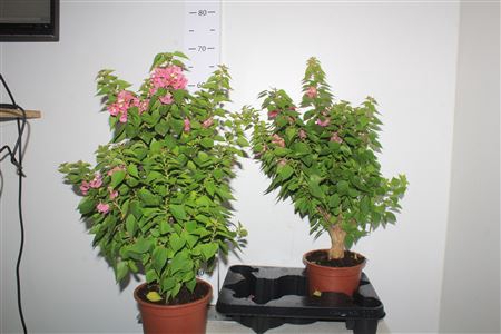 <h4>Bonsai Bougainv Exclusive</h4>