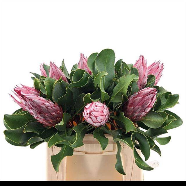 <h4>PROTEA CY CLARE</h4>