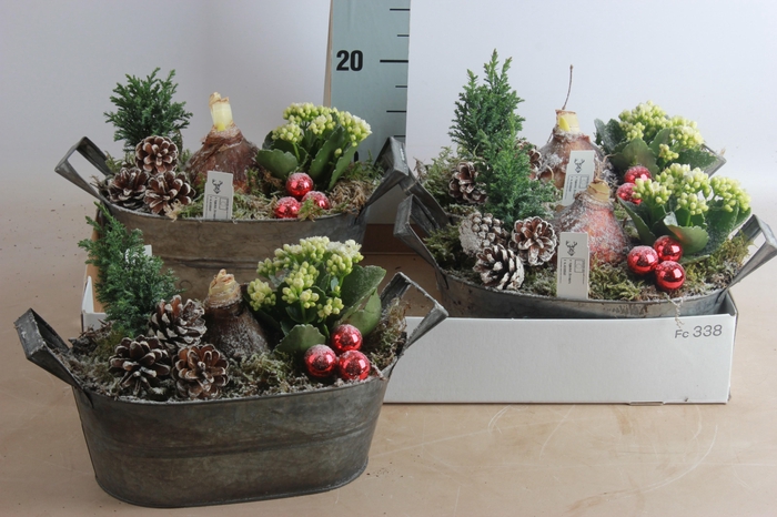 <h4>ARR HIPPEASTRUM</h4>