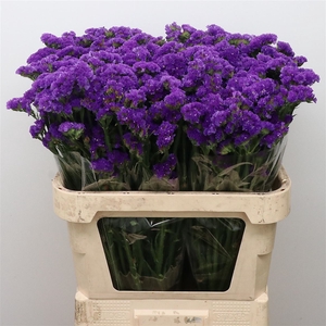 Limonium St Blue Birds X50