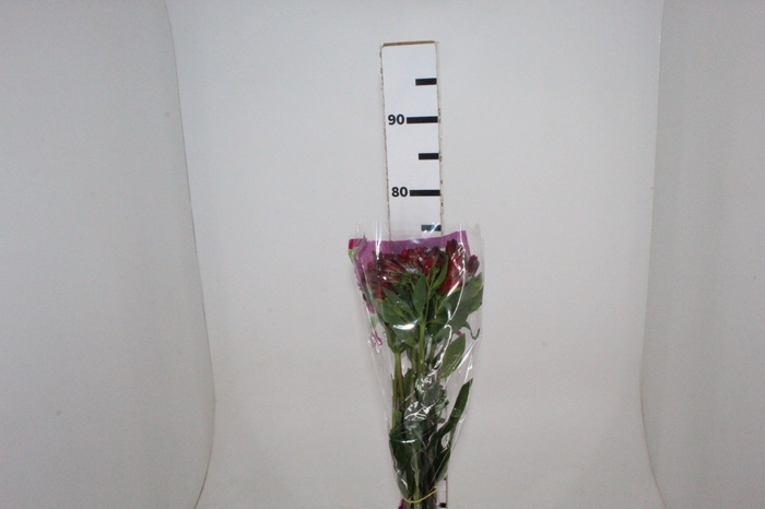 <h4>ALSTROEMERIA ANGELINA 080 CM</h4>