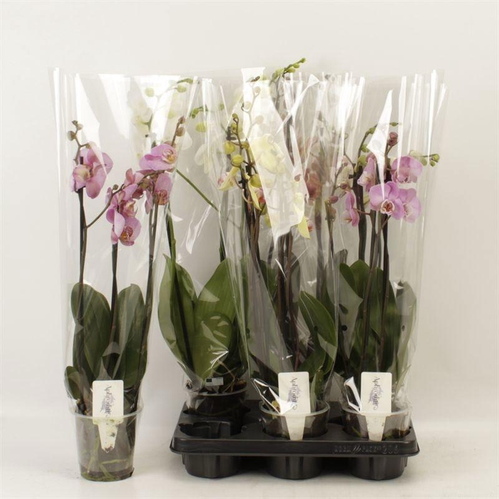 <h4>PHAL GEM 4 KL</h4>