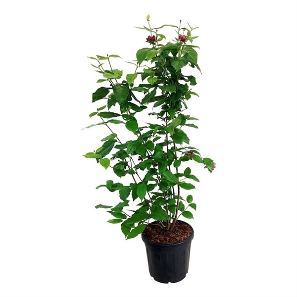 <h4>Calycanthus r. 'Aphrodite'</h4>