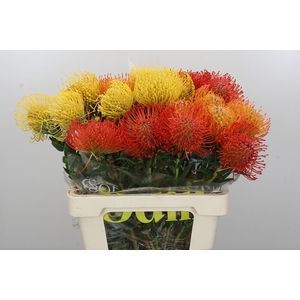 Nutans Mix 3 kleur