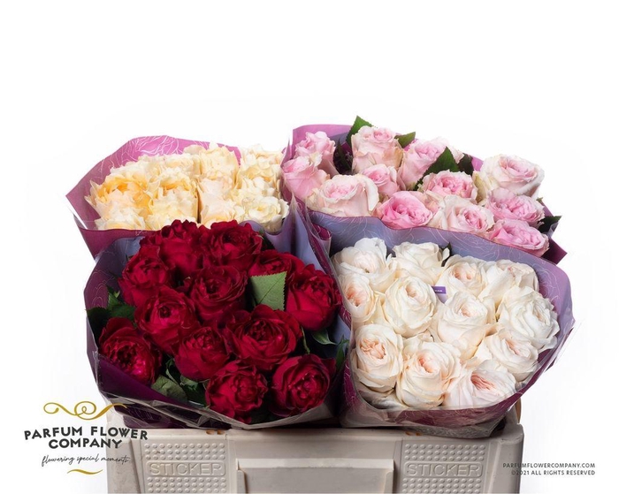 <h4>Rosa large austin mix</h4>