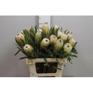 Protea White Night