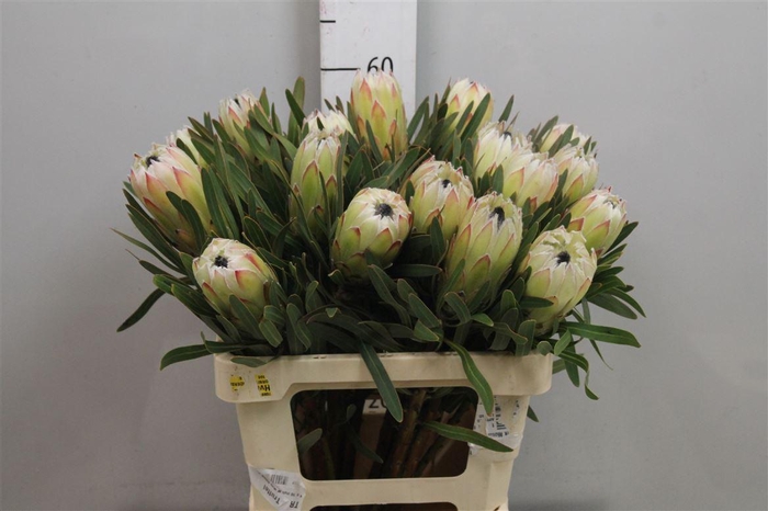 <h4>Protea White Night</h4>