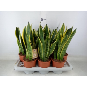 Sansevieria trifa. 'Laurentii'