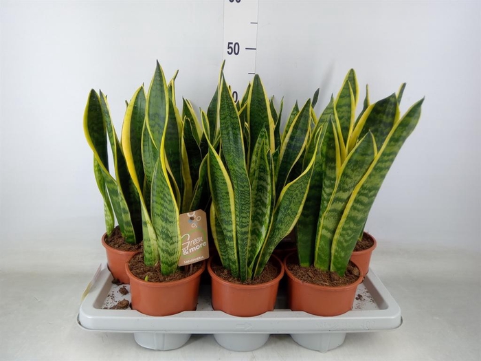 <h4>Sansevieria trifa. 'Laurentii'</h4>