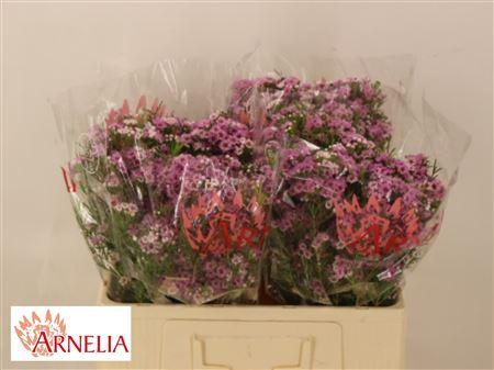 <h4>Chame Giselle</h4>