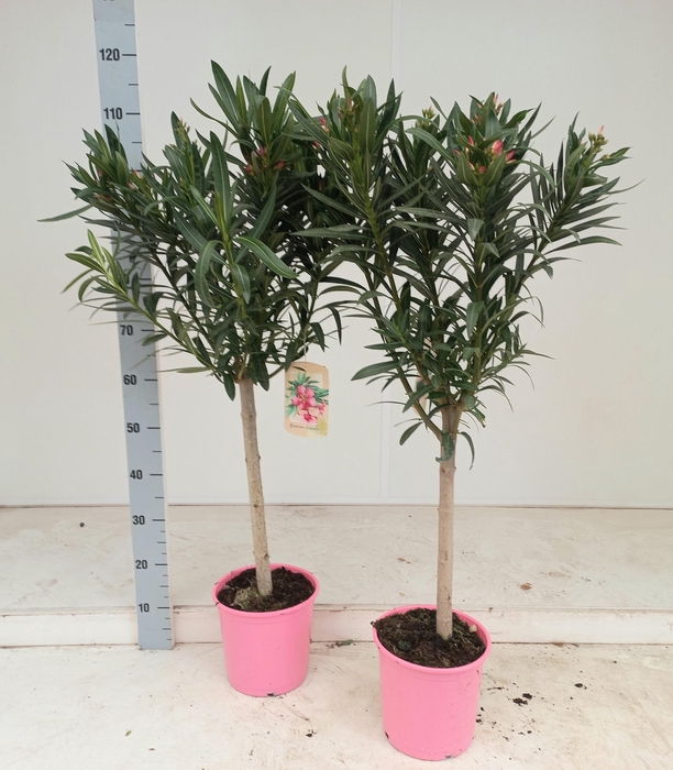 <h4>NERI OLEANDER</h4>