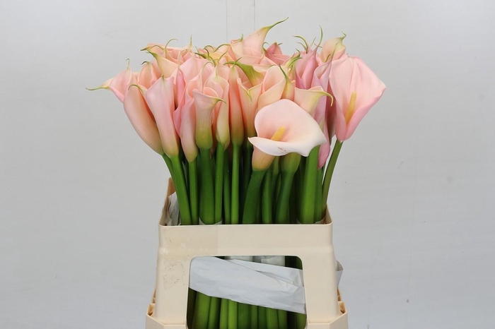 Zantedeschia Eydolls Salmon