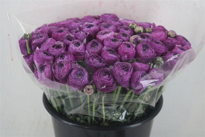 <h4>Ran Cloni Ex Nonno Antonio Parmela</h4>