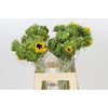 Helianthus Orange Fire