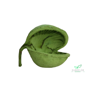 BUDDHA NUTS APPELGROEN 5pcs