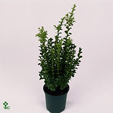 .Buxus semp Pyramide AA