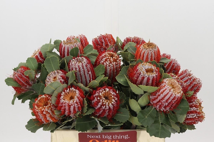 <h4>Banksia Coccinea</h4>