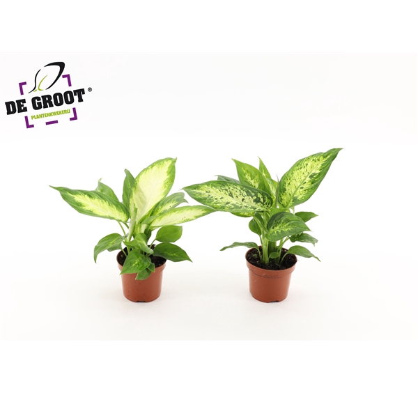 <h4>Dieffenbachia mix</h4>