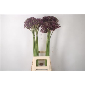 Allium Cherry