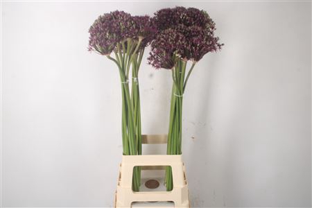 <h4>Allium Cherry</h4>