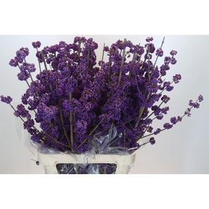 Callicarpa Bodinieri Profusion