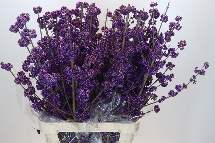 <h4>Callicarpa Bodinieri Profusion</h4>