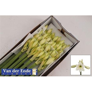 Hipp Di Costa Blanca