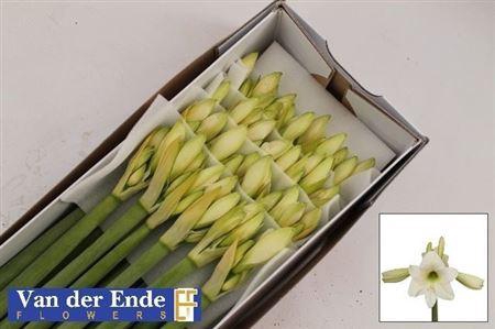 <h4>Hipp Di Costa Blanca</h4>