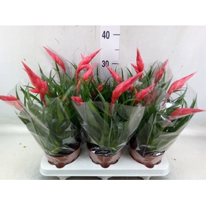 Vriesea  'Astrid'