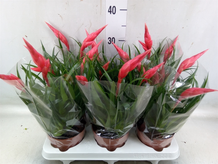 <h4>Vriesea  'Astrid'</h4>