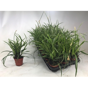 Carex 'Ice Dance' p8