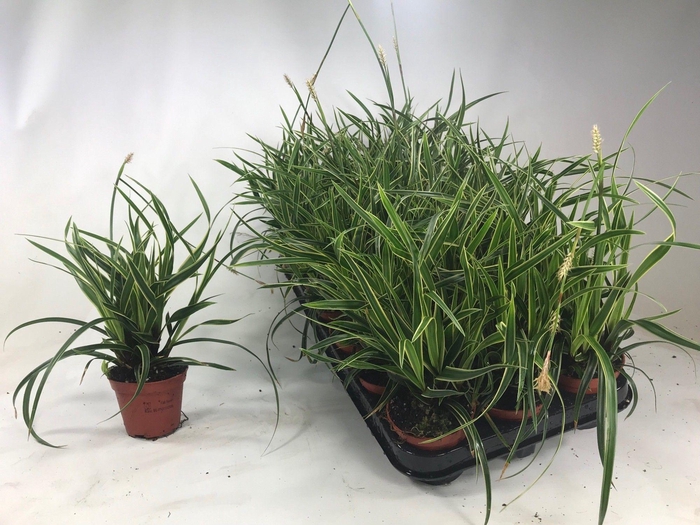 <h4>Carex 'Ice Dance' p8</h4>