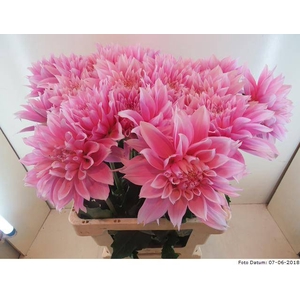 Dahlia Evanah Baars