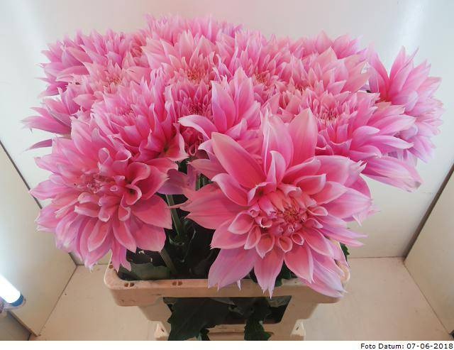 <h4>Dahlia Evanah Baars</h4>