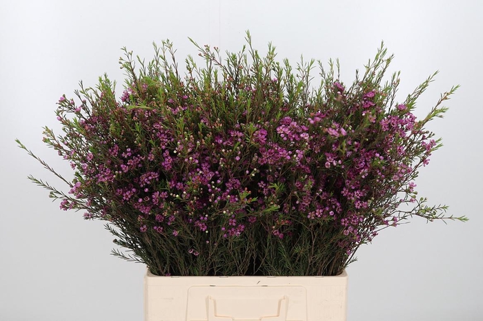 <h4>Chame Purple Pride</h4>