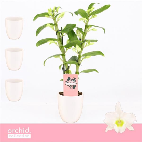 <h4>Dendrobium Nobilé, Apollon 2-spike Compact in Lotte White 'Orchid Collection'</h4>