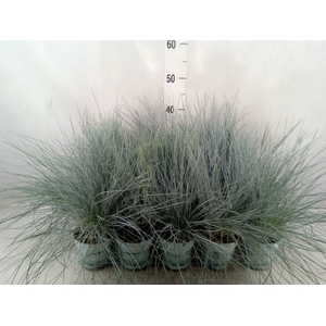 Festuca glauca 'Compacta Blue'