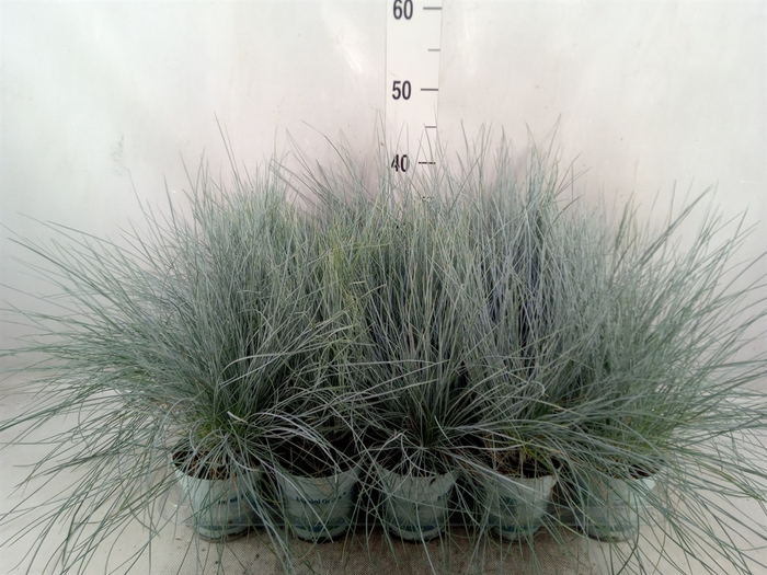 <h4>Festuca glauca 'Compacta Blue'</h4>