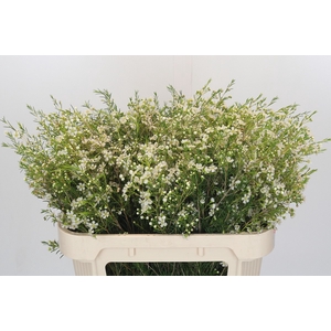 Chamelaucium Ofir