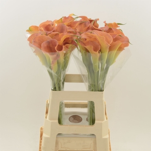 Calla Sunset Passion