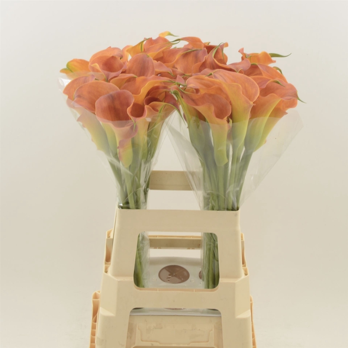 <h4>Calla Sunset Passion</h4>